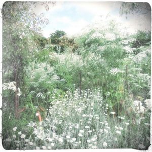 The White Garden, Sissinghurst - by Yang-May Ooi, to illustrate a blogpost on timelessness