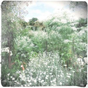The White Garden, Sissinghurst - by Yang-May Ooi, to illustrate a blogpost on timelessness
