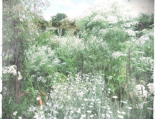 The White Garden, Sissinghurst - by Yang-May Ooi, to illustrate a blogpost on timelessness