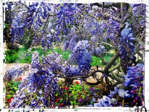 Wisteria to illustrate a post on ReWilding My Life by creative actionista Yang-May Ooi