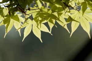 Green leaves to illustrate The Scent of Green - a video poem by Yang-May Ooi