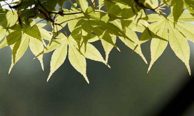 Green leaves to illustrate The Scent of Green - a video poem by Yang-May Ooi