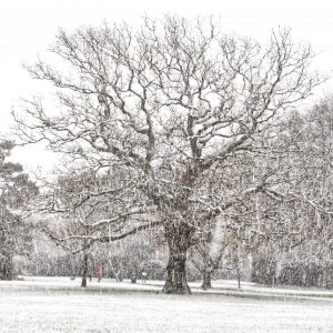 Tree in Snow - credit: Yang-May Ooi