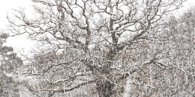 Tree in Snow - credit: Yang-May Ooi