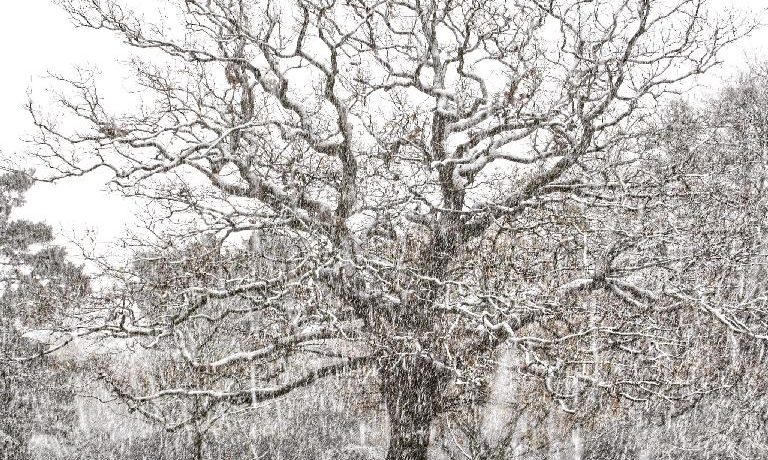 Tree in Snow - credit: Yang-May Ooi