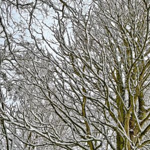 Trees in Snow to illustrate Is My Wardrobe Enchanted? by Yang-May Ooi in her Oxford Moments blog