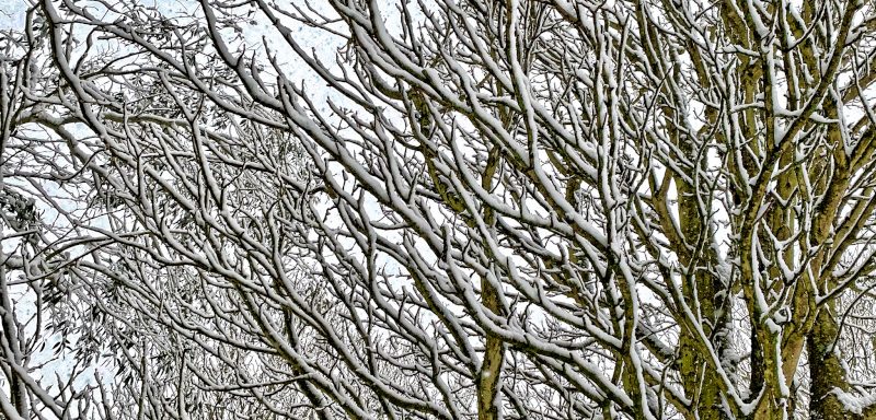 Trees in Snow to illustrate Is My Wardrobe Enchanted? by Yang-May Ooi in her Oxford Moments blog