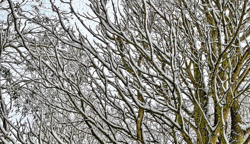 Trees in Snow to illustrate Is My Wardrobe Enchanted? by Yang-May Ooi in her Oxford Moments blog